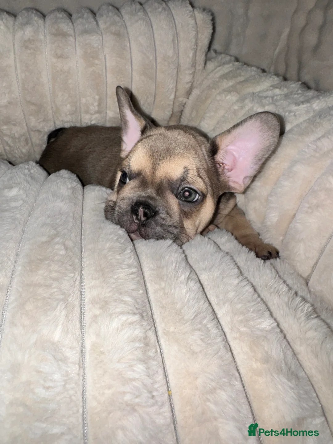 French Bulldog dogs for sale: Blue, blue fawn and platinum french bulldog  - Advert 1