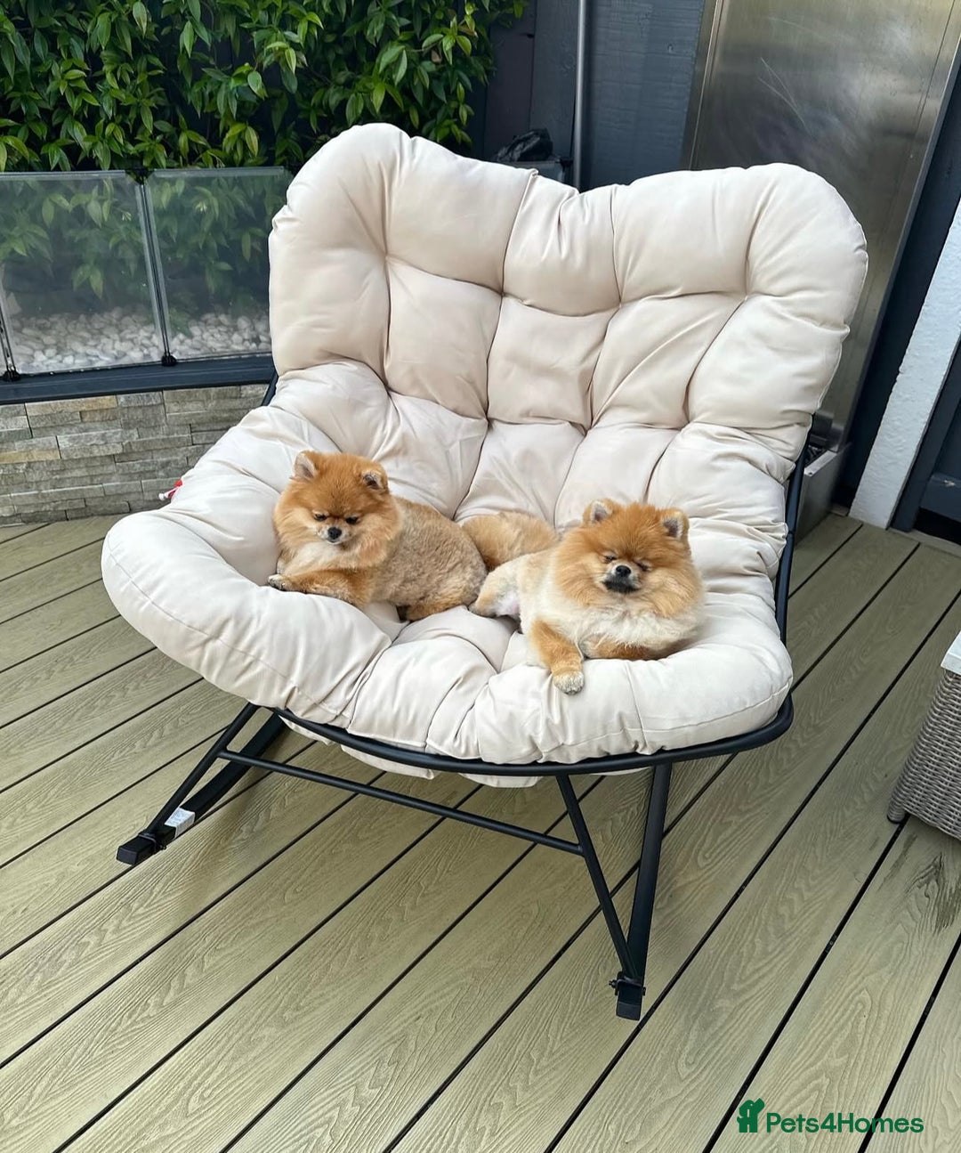 Pomeranian dogs for sale: Kc reg Pomerania  - Image 11