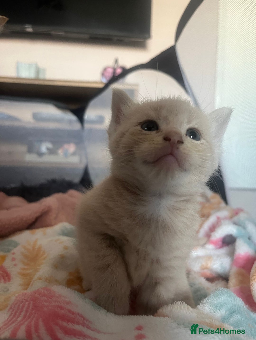 Mixed Breed cats for sale: 3 british shorthair kittens for sale  - Image 6