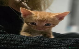 Mixed Breed cats for sale: 5 mixed kittens for sale! - Image 9