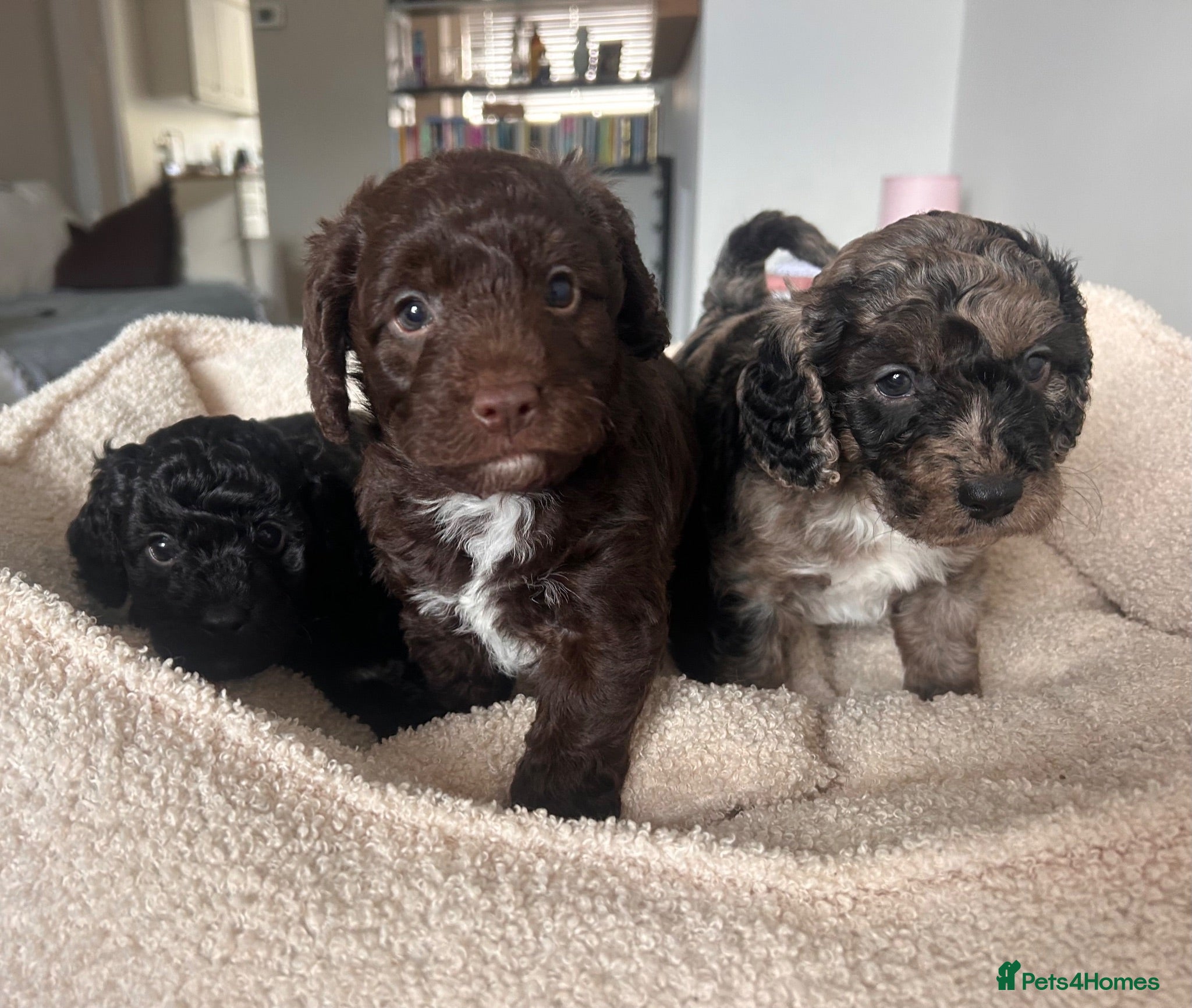 Mixed Breed dogs f1b beaglepoos - Advert 9