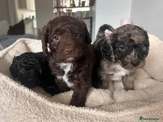 Mixed Breed dogs f1b beaglepoos - Advert 18
