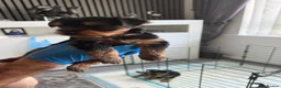 Yorkshire Terrier dogs for sale: Yorkshire Terrier Puppies Only 1 Boy Left !!!! - Advert 3