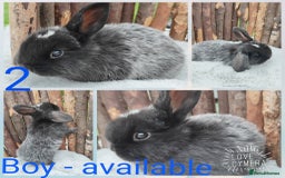 Mini Lop rabbits for sale: Mini lop and mini lop lion head   - Image 4