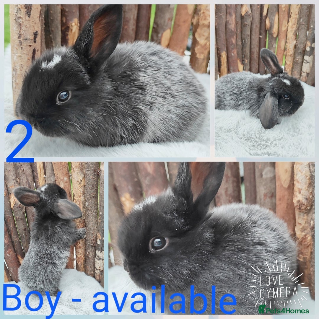Mini Lop rabbits for sale: Mini lop and mini lop lion head   - Image 4