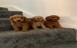 Cavapoo dogs for sale: Small Cavapoo puppies (toy poodle) - Image 7