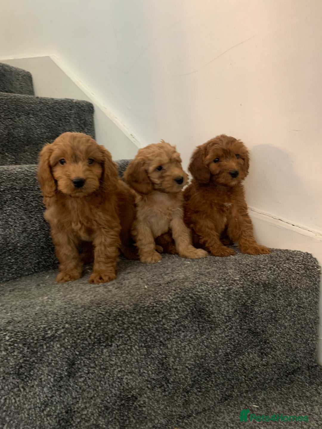 Cavapoo dogs for sale: Small Cavapoo puppies (toy poodle) - Image 7