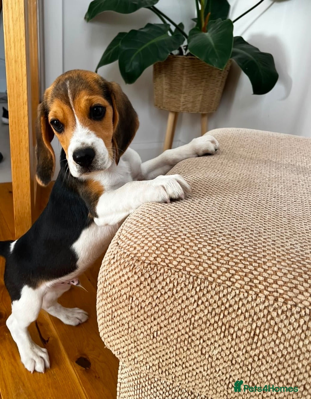 Beagle dogs 🐶⭐️Gorgeous male Beagle puppy ⭐️🐶 - Advert 1