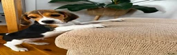 Beagle dogs for sale: 🐶⭐️Gorgeous male Beagle puppy ⭐️🐶 - Advert 2