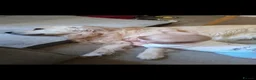 Golden Retriever dogs for stud: Golden retriever stud proven  - Advert 5