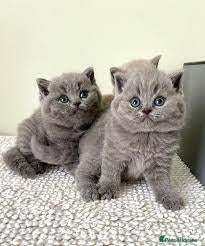 British Shorthair cats  beautiful british shorthair kittens - Advert 5