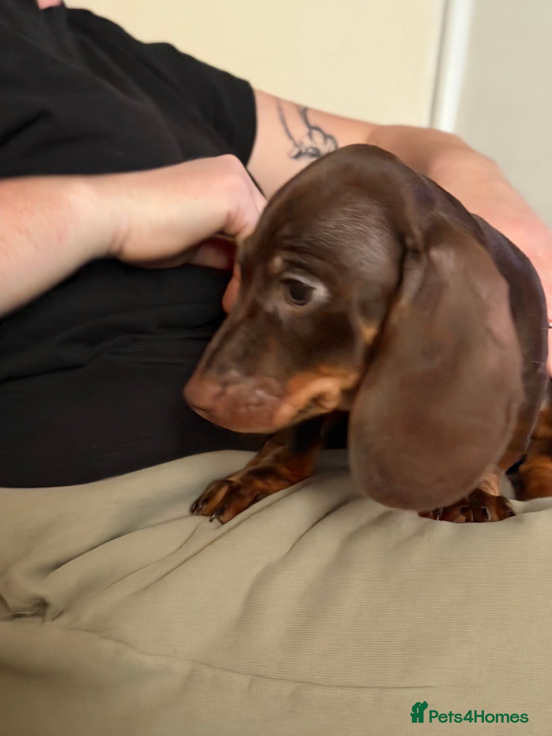 Miniature Dachshund dogs for sale: KC Registered Miniature Shorthaired Dachshund - Advert 29