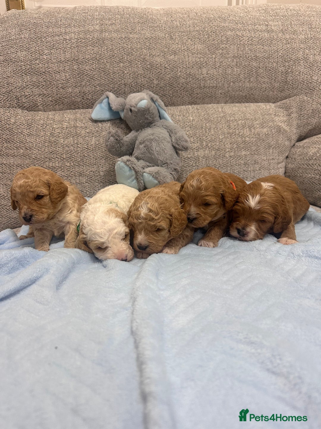 Cavapoo dogs for sale: Stunning F1b Cavapoos - Advert 20