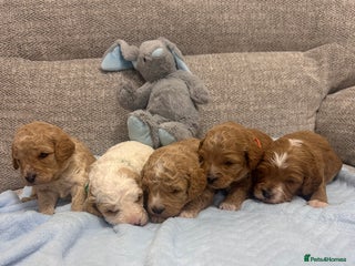 Cavapoo dogs Stunning F1b Cavapoos - Advert 16