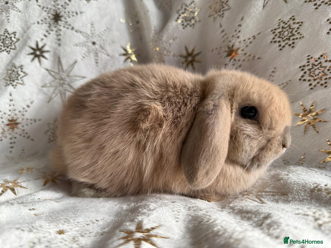 Mini Lop rabbits for sale: Mini Lops Ready Now - Advert 6