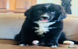 Mixed Breed dogs for sale: Labernese x Bernese mountain dog puppies READY NOW - Image 5