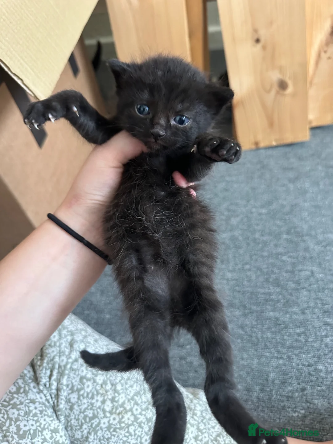 Bengal cats for sale: Black beautiful kitten  - Advert 8