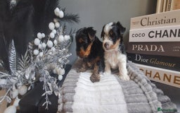 Yorkshire Terrier dogs for sale: Beautiful Biewer Yorkshire pups*LASTBOY Readynow* in Andover - Image 1