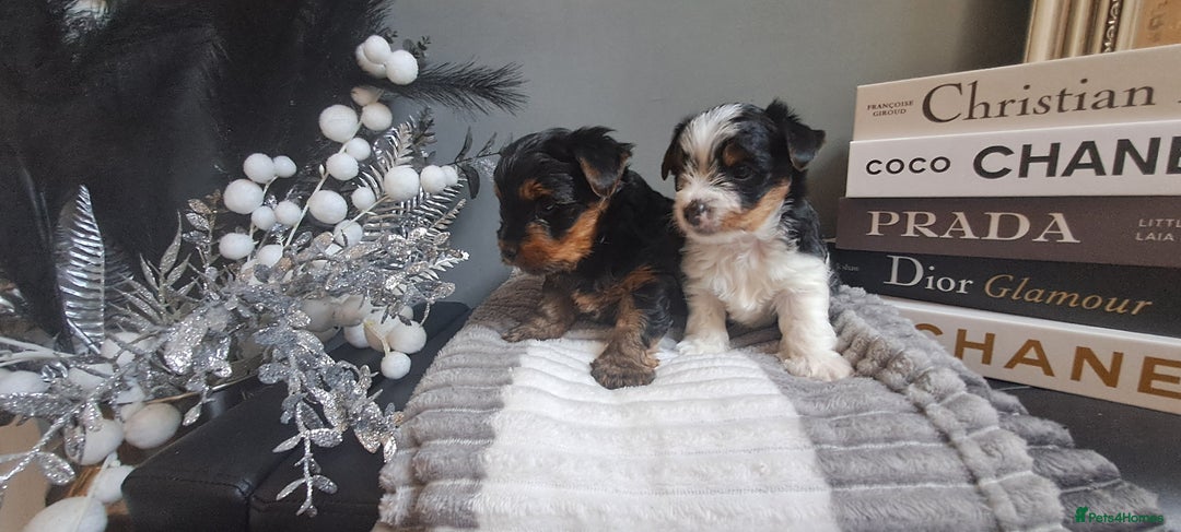 Yorkshire Terrier dogs for sale: Beautiful Biewer Yorkshire pups*LASTBOY Readynow* in Andover - Image 1