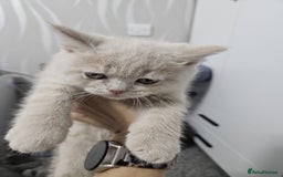British Shorthair cats for sale: ONLY 2 MALE AVAILABLE.British shorthair  - Image 6