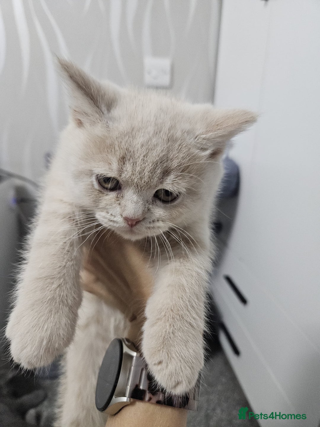 British Shorthair cats for sale: ONLY 2 MALE AVAILABLE.British shorthair  - Image 6