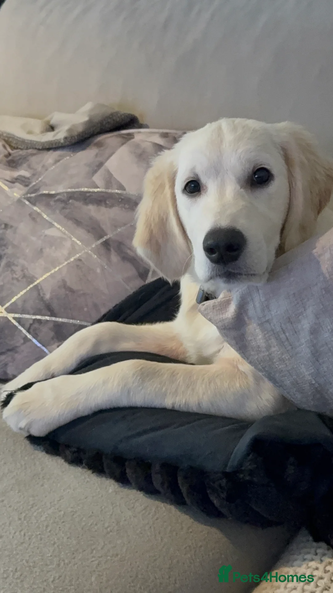 Golden Retriever dogs for sale: 2 Male golden retrievers for rehoming - Advert 16