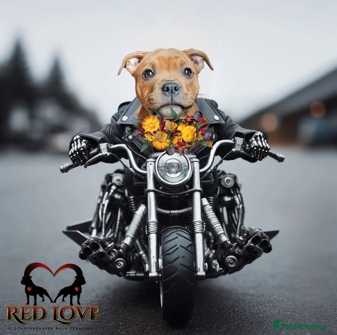 Staffordshire Bull Terrier dogs for stud: 🥨THE RED DREAMTEAM.🥨 Exceptional temprements. in Rochdale - Advert 14