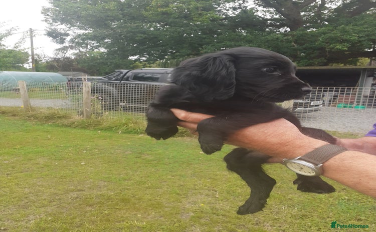 Cocker Spaniel dogs - Advert 2