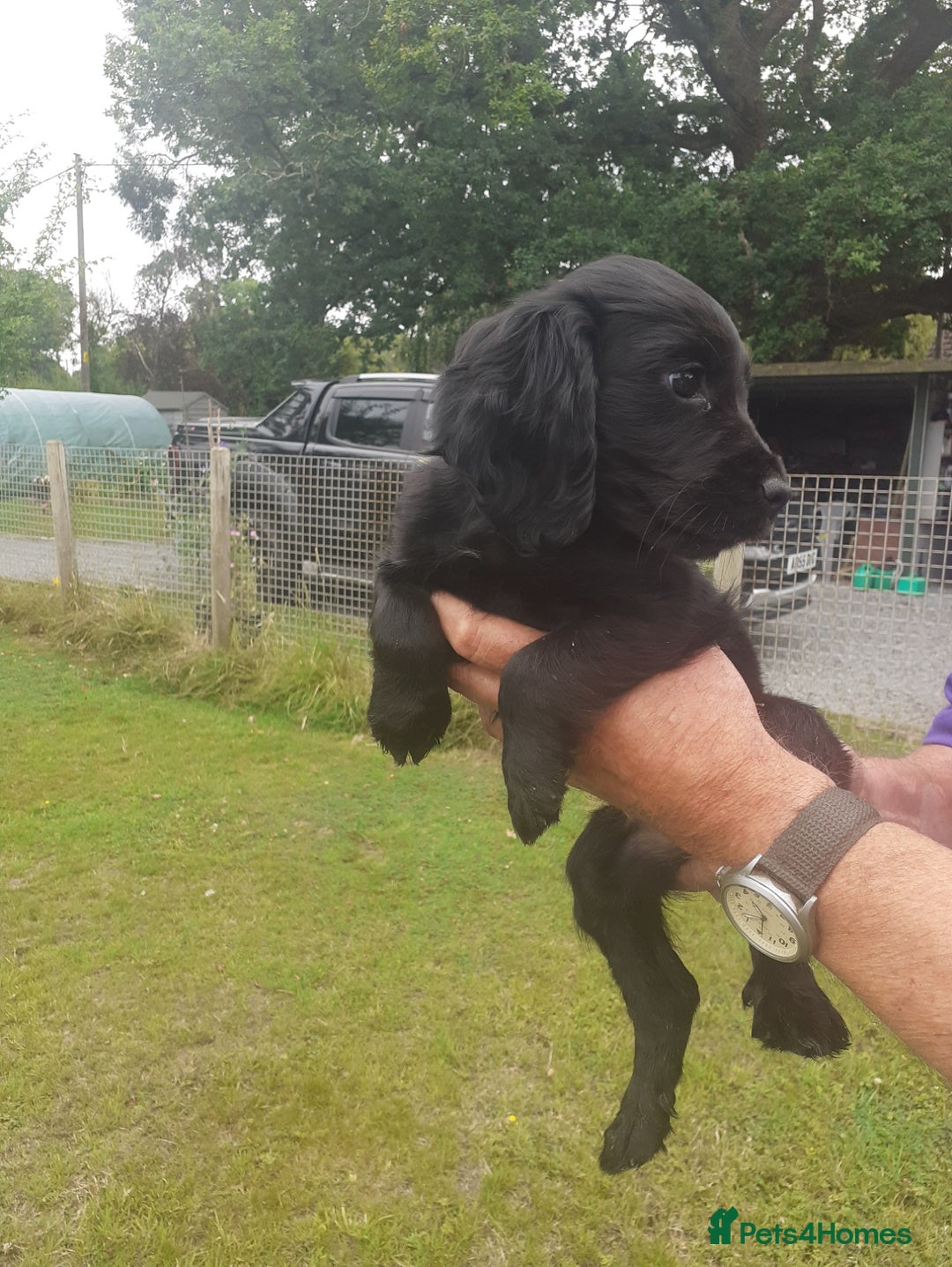Cocker Spaniel dogs for sale: Black working cocker bitch pup - Image 1