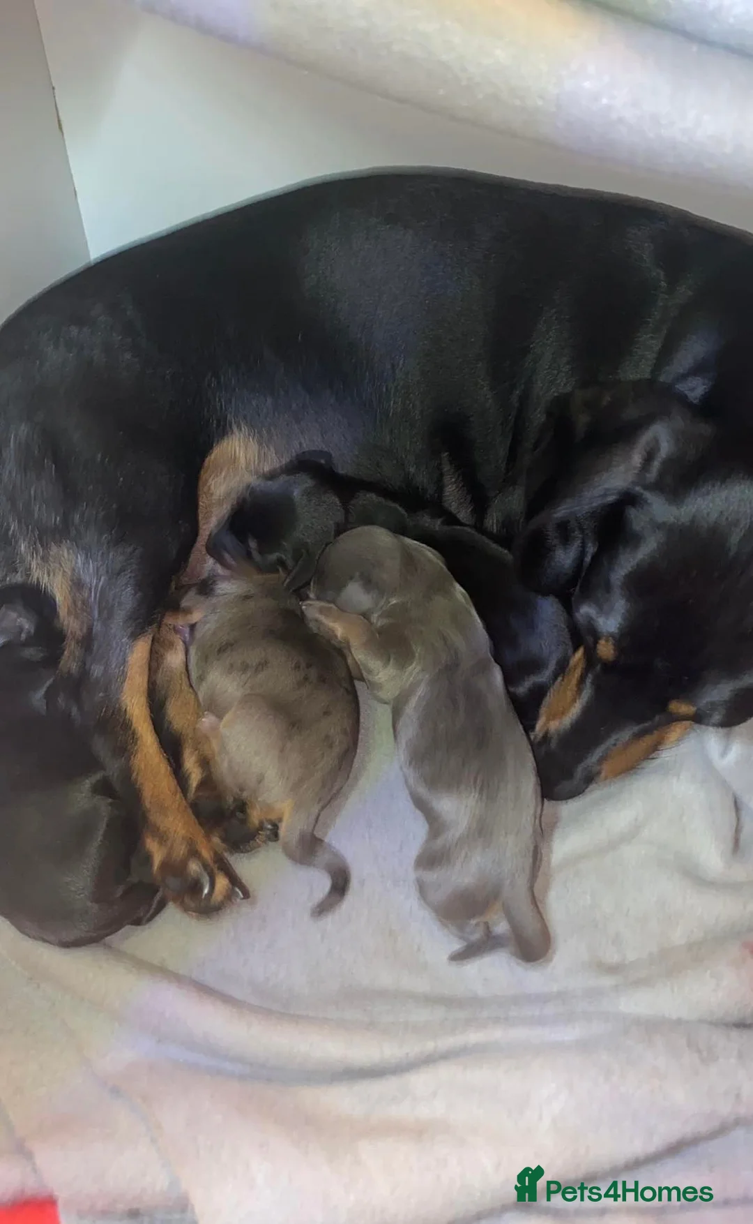 Miniature Dachshund dogs for stud: KC REG SILVER DAPPLE & TAN STUD CARRYING CREAM in Irvine - Advert 22