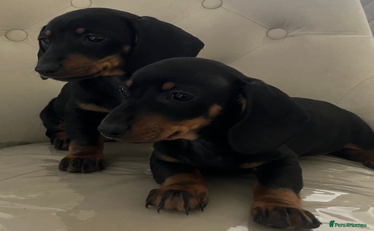Miniature Dachshund dogs - Advert 5