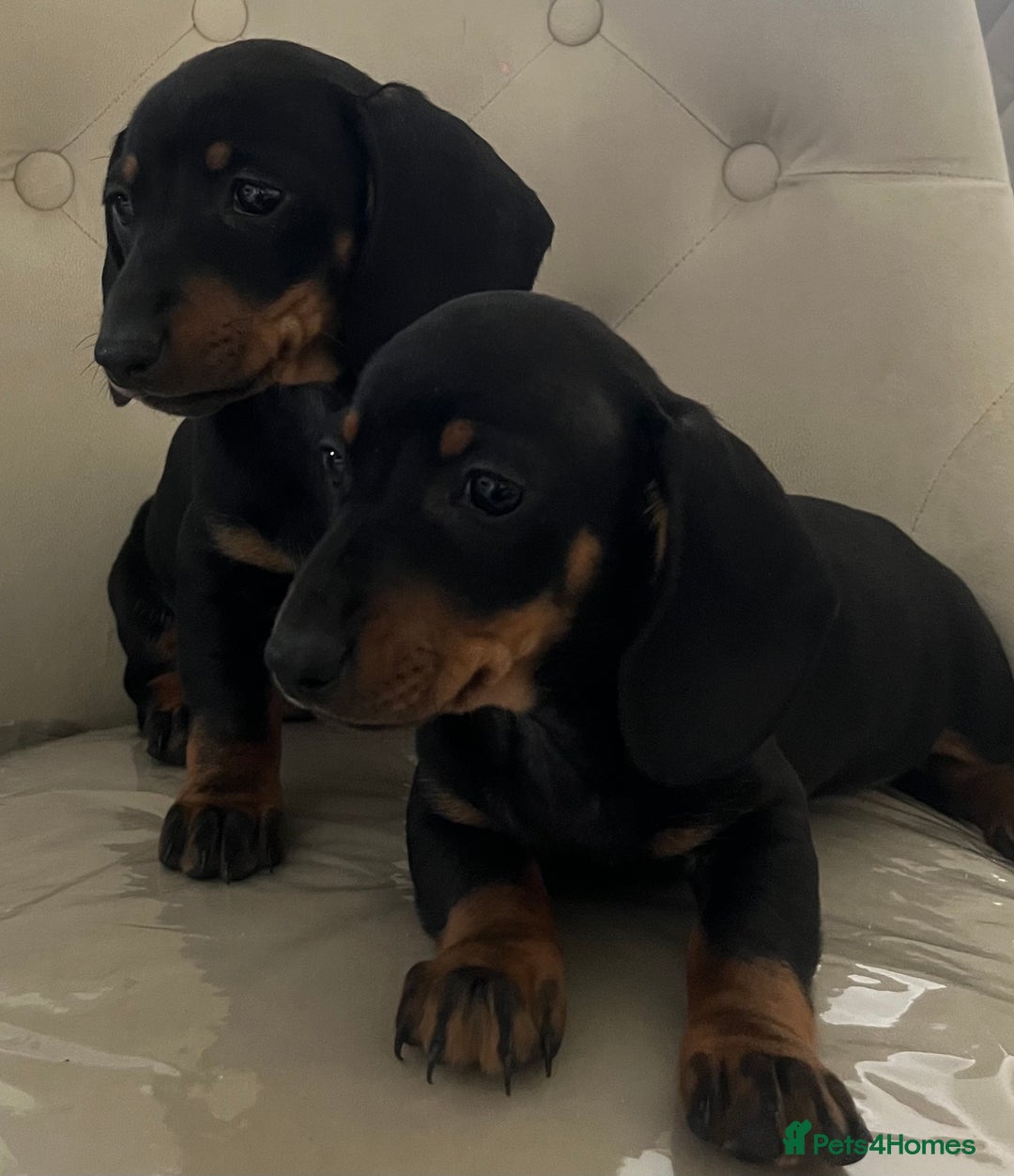 Miniature Dachshund dogs for sale: Beautiful mini dachshunds  - Image 1