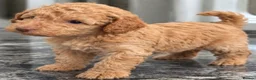 Cockapoo dogs for sale: Exquisite 5* rated licensed F2bb toy cockapoo’s  - Advert 6