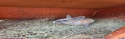Mixed Breed rabbits for sale: Bunnies in Boldon Colliery - Advert 10