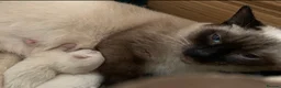 Siamese cats for sale: Beautiful Siamese kittens of seal, blue point 🩷🩵 - Advert 7