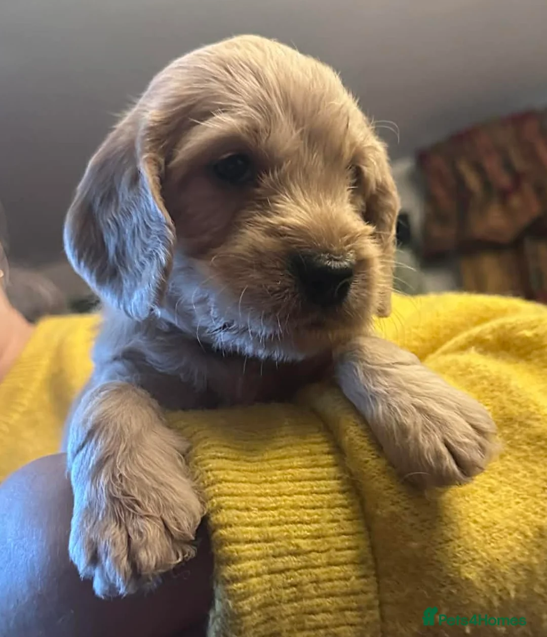 Cockapoo dogs for sale: Wonderful Litter of Cockerpoos, in Belper - Advert 9