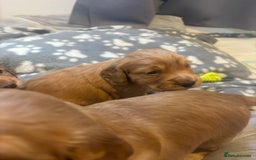 Cocker Spaniel dogs for sale: Working ginger/red cocker spaniels. - Image 11