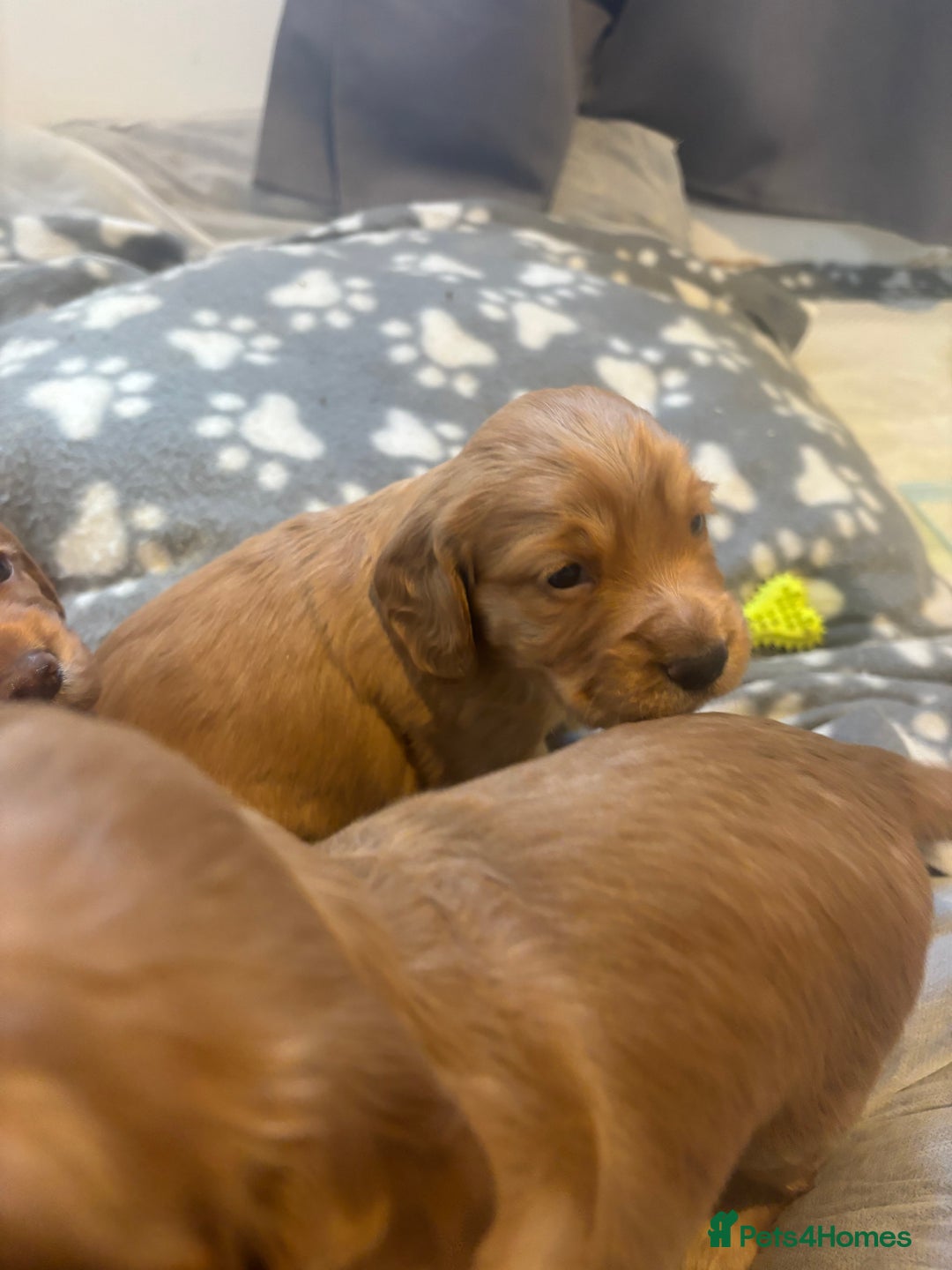 Cocker Spaniel dogs for sale: Working ginger/red cocker spaniels. - Image 11