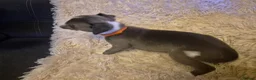 Mixed Breed dogs for sale: ONE BOY PUP LEFT!!! whippet dad and whippet cross - Advert 21