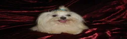 Maltipoo dogs for sale: XXS Apricot F1 Maltese X Toy Poodle Maltipoo Puppy - Advert 14