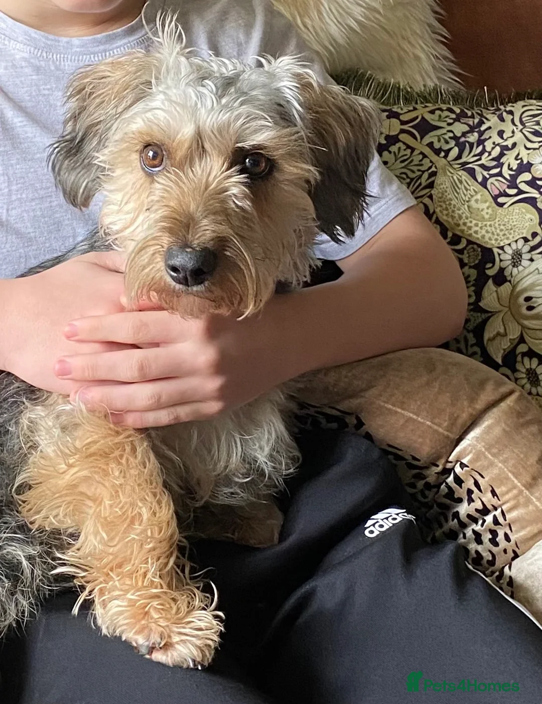 Yorkiepoo dogs for sale: Yorkipoo - Advert 2