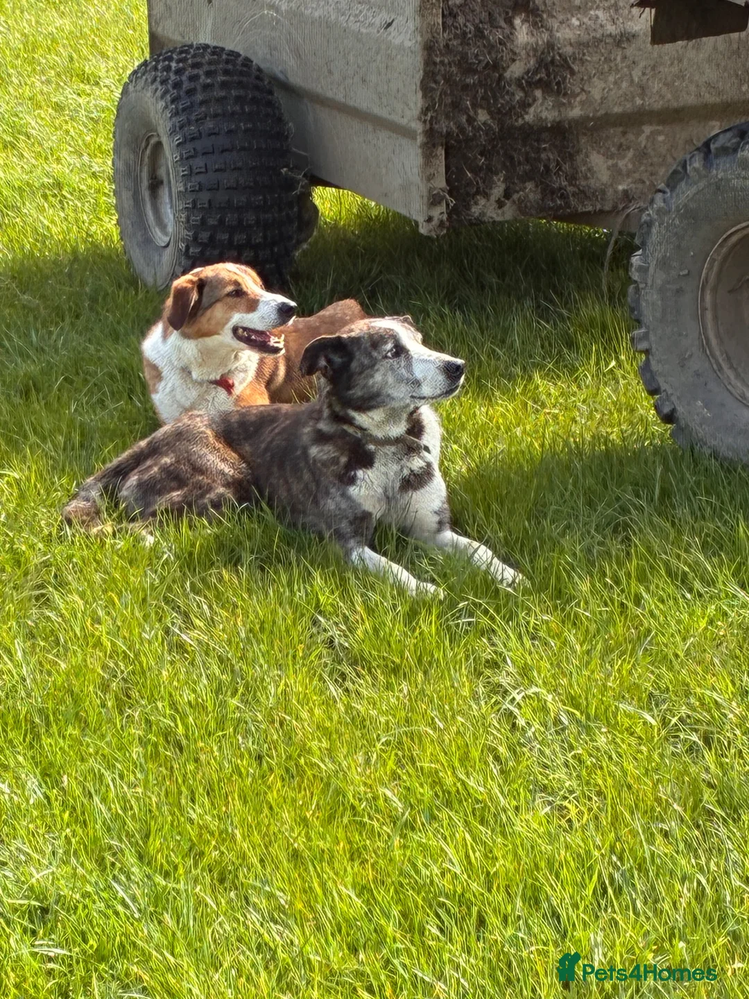 Border Collie dogs for sale: Border collie Dog pup in Coniston - Advert 1