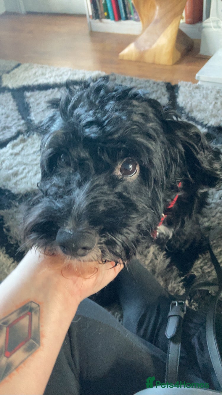 Mixed Breed dogs Alex 8 year old Cockapoo  - Advert 1