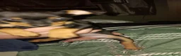 Miniature Pinscher dogs for sale: Pure breed Miniature Pinschers for sale  - Advert 35