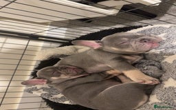 French Bulldog dogs for stud: Proven lilac & tan boy carrying cream & testable - Image 17