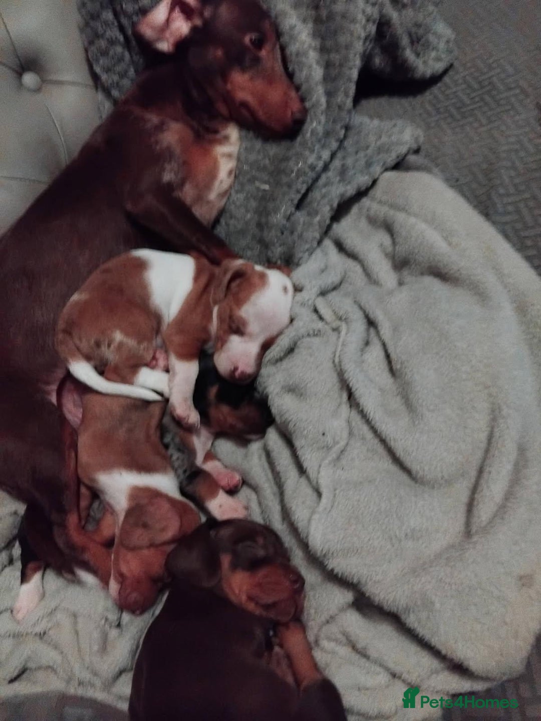 Dachshund dogs for sale: Very unusual sausage dogs - Image 8