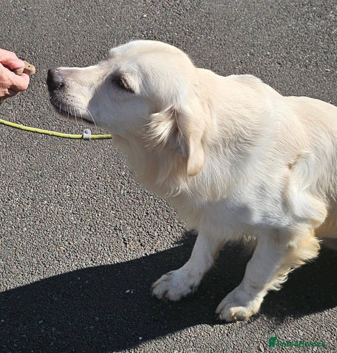 Golden Retriever dogs for stud: Extensively health tested show type kc reg in Bedford - Image 13