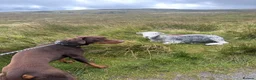 Dobermann dogs for stud: Lorcan (Lorcs) in Burton-on-Trent - Advert 11