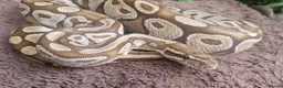 Python Snake reptiles for sale: Royal Python (Ball Python) - Advert 4