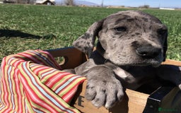 Great Dane dogs for sale: Re-home our 7 week old Great Dane Pups - Image 2